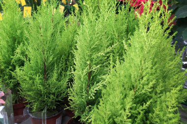 Kavanozdaki kozalaklı bitkiler. Mağazadaki saksıda duran her yeşil haydut.