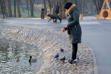 Kharkiv, Ukrayna - 17 Aralık 2019: Gölün kenarındaki bir kadın ördek ve güvercinleri besliyor. Siyah şapkalı ve yeşil ceketli bir kadın kışın gölün kenarındaki ördekleri beslemeye geldi..
