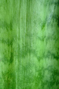 Bitkinin yay telli kenevirinin yeşil yaprağı. Sansevieria arkaplanı.