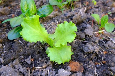 Marul çalısı yerde yetişiyor. Yakından..