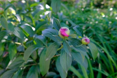 Bahçedeki şakayık çalısı yakın. Patlamamış şakayık çiçeği tomurcuğu 