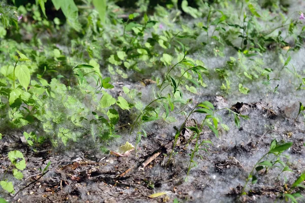 春にポプラからの空気の流れに飛ぶときの期間 緑の草の間の地面にポプラの綿毛 木からの白い綿毛アレルギー症状 — ストック写真