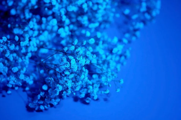 Вибірковий Фокус Гілочки Рослини Гіпсофіли Білими Квітами Світлі Синьої Лампи — стокове фото