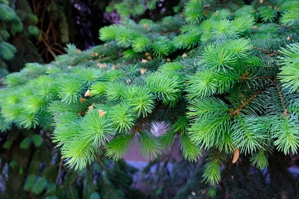 Sapin Vert Épineux Branches Sapin Épinette Rapprochées — Photo