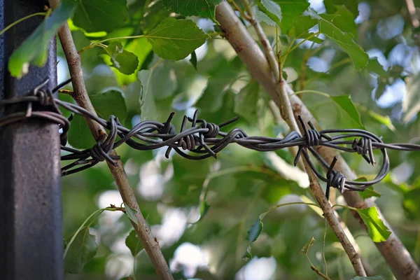 barbed metal wire closeup. Black barbed galvanized wire in the garden to protect the territory.