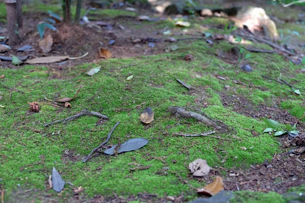 Land Covered Moss Moss Grows Ground Leaves Lie Green Moss — 스톡 사진