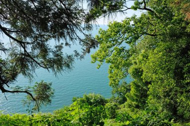 Sea view from the tree branches in the Botanical Garden. Trees and sea landscape in the morning.