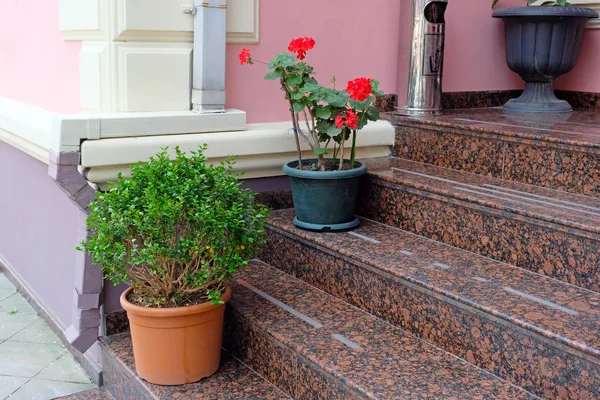 Flowers Stairs Pots Pelargonium Black Pot Marble Steps Decorations Enter — Stock Photo, Image