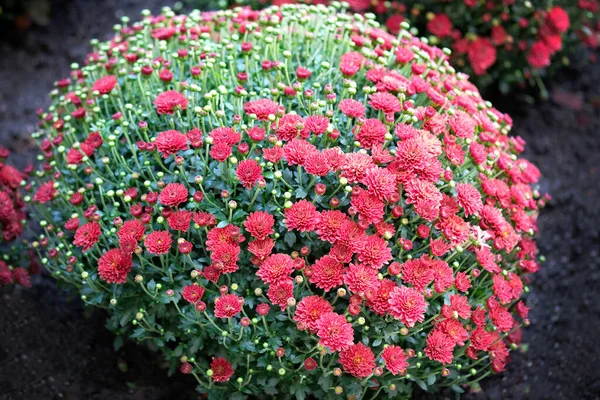 Weelderige Bolvormige Groene Struik Van Tuin Chrysant Kleinbloemige Chrysant Gouden — Stockfoto