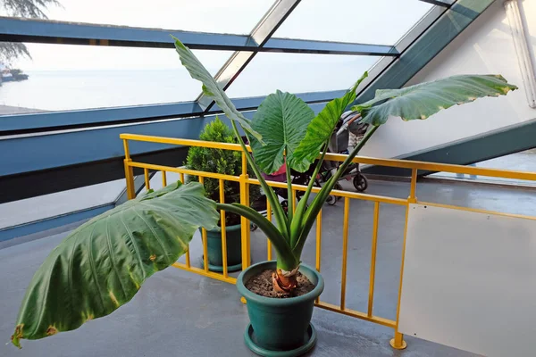 Alocasia Çiçeği Bir Binada Büyük Yeşil Bir Tencerede Büyük Yeşil — Stok fotoğraf