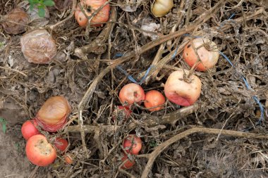 Kurutulmuş domatesler ve çürük domatesler. Sonbaharda hasattan sonra domates dalları ve çalıları. Yazlık evde çürümüş domatesler..