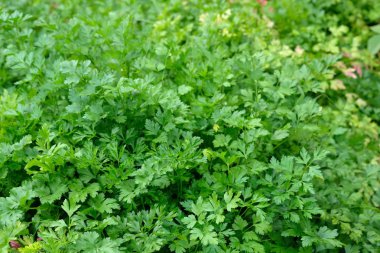 Seçici odaklanma. Yeşil maydanozların yakın plan çekimleri. Baharın başında bahçede yeşil maydanoz yaprakları. Yemek pişirmek için güzel kokulu bitkiler. Açık arazide maydanoz yetiştiriyorum..