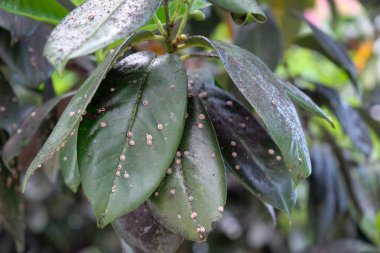 Haşerelerle kaplı yeşil bir yaprak. Japon Balmumu Karidesi - Ceroplastes japonicus Green. Pseudoscutum ailesinin böceği, karantina belası. Böcekler tarafından zarar görmüş.