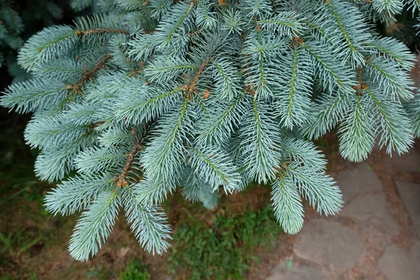 Épinette Verte Pelucheuse Branches Gros Plan Cadre Noël Sur Fond — Photo