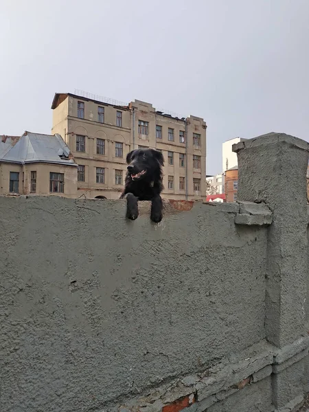 A black dog peeks out from behind a concrete fence. A dog sits on a fence and watches passers-by. Funny black dog looks away with his mouth open.