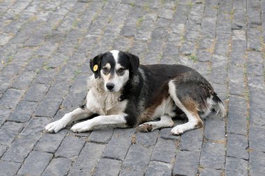 Kulağında etiket olan başıboş bir köpek. Beyaz-siyah renkli bir köpek, kulağında bir çip ile kaldırımda uzanıyor. Evsiz hayvanlara bakmak.