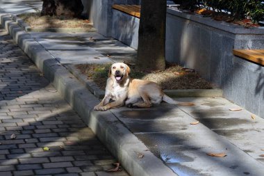 Beyaz bir sokak köpeği sokağın kenarındaki gölgelerde uzanıyor ve başka tarafa bakıyor. Köpek sıcaktan dilini dışarı çıkardı. Hayvanlarla ilgilenmek..