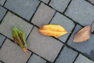 Kaldırımda sarı yeşil ve kahverengi yaprak. Sonbahar aylarının konsepti, sonbaharın başlangıcı, yaprakların ağaçlardan düştüğü zaman..