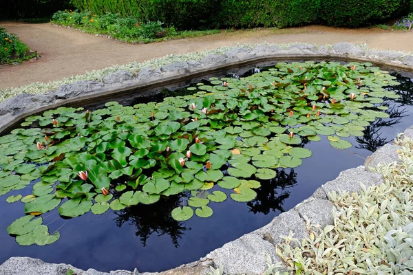 Vacker Liten Näckros Damm Damm Botanisk Trädgård Sommarsäsongen Vattenliljor Vattenytan — Stockfoto