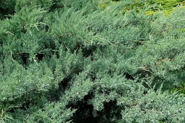 Nagy Borókafa Bogyókkal Cypress Család Örökzöld Bokrának Ágai Közönséges Boróka — Stock Fotó