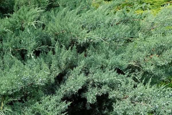 Grote Jeneverbes Boom Met Bessen Takken Van Groenblijvende Struik Van — Stockfoto