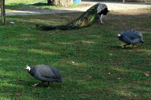 緑の芝生の上の孔雀 公園を歩く緑の草の上の純米大鳥 若い女性孔雀 — ストック写真