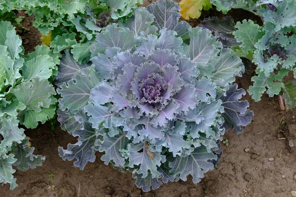 Bush decorative cauliflower top view. ornamental cabbage for decorating flower beds in the garden. — Stock Image Bush Decorative Cauliflower Top View Ornamental Cabbage Decorating Flower Beds Stock Photo