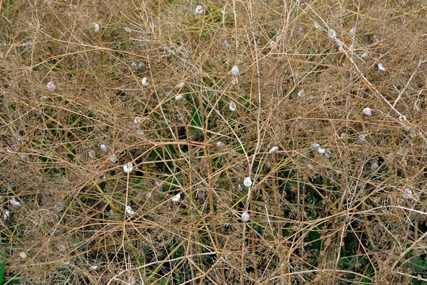 Dry Grass Many Snails Pest Control Summer Cottage Many Snails — Stock Photo, Image