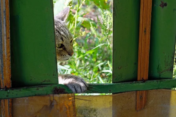 Γκρι Γάτα Προσπαθεί Σκαρφαλώσει Τον Φράχτη Κώδικας Του Δρόμου Σέρνεται — Φωτογραφία Αρχείου