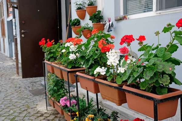 Kwitnące Pelargonie Doniczkach Ulicy Pobli Domu Czerwono Białe Geranium Roślin — Zdjęcie stockowe