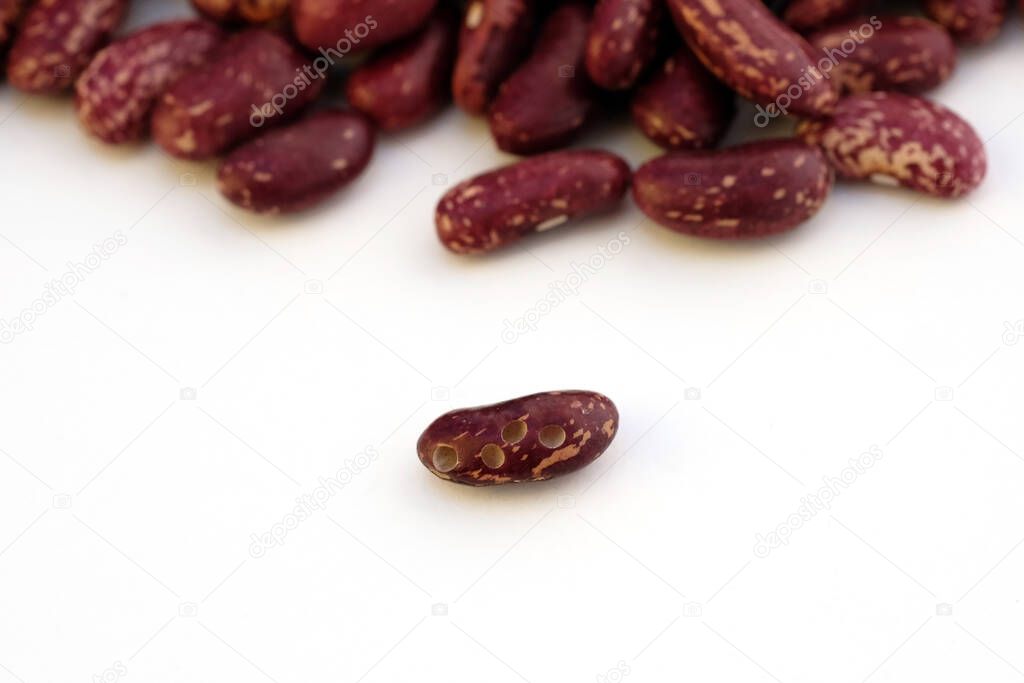 Red raw beans with insect holes on a white background. Bruchus beetles infect bean grains leaving holes. Red bean close-up.