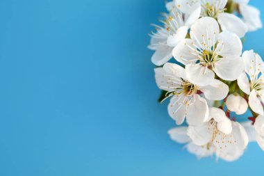 Seçici odaklı beyaz çiçekler. Mavi arka planda beyaz kiraz çiçekleri. Çiçekli kiraz filizli üst manzara. Boşluğu kopyala
