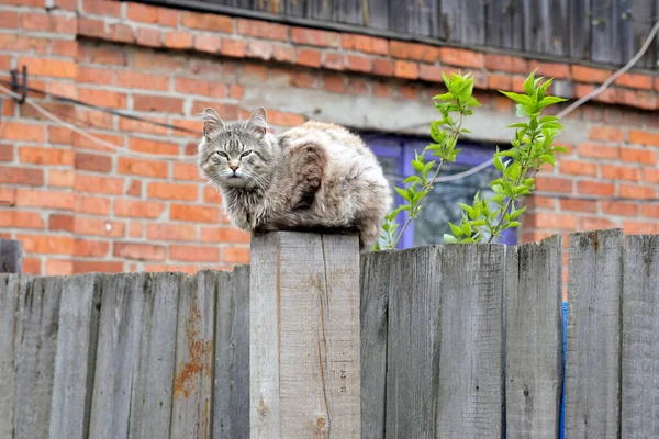 Μια Γκρι Χνουδωτή Γάτα Κάθεται Ψηλά Ένα Ξύλινο Στύλο Και — Φωτογραφία Αρχείου