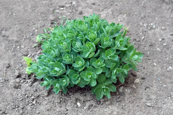 地面の上から見たセダムの緑の小さな若木 植物の小葉や小枝です 庭のセダム薬用植物 — ストック写真