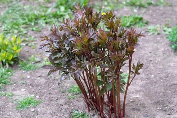 A young peony bush in a summer cottage. Brown bush in early spring on a flower bed. Peony cultivation in the park.