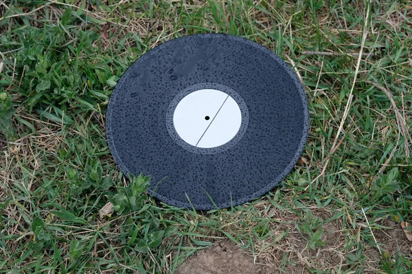 Black vinyl record on the grass. Old musical record covered with raindrops. Old vinyl record thrown into the trash.