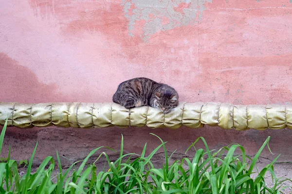 Kočka Spí Ulici Trubkou Tepelnou Izolací Budova Roury Kočka Bez — Stock fotografie