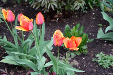 Bahçedeki çiçeklikte kırmızı laleler. Kırmızı sarı laleler baharda toprakta büyürler. Güzel bahar çiçekleri.