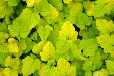 Dokuz kabuklu yapraklar (Physocarpus) üst görünüm. Açık yeşil yapraklar arka planda. Kirpi çiti, genç fideler, yakın plan. Güzel, nazik, doğal arka plan.
