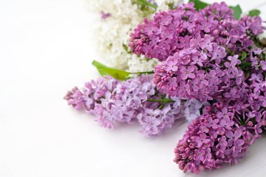 Beyaz arka planda leylak salkımları. Bir buket güzel beyaz ve mor çiçek. Romantik çiçek arkaplanı. Leylak çiçekleri (Şırınga) yakın plan, anneler günü tebrik kartı tasarımı için kopyalama alanı