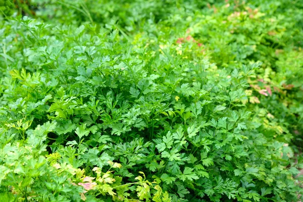 Peterselie Groen Van Dichtbij Specerijen Voor Voorbereiding Van Eerste Cursussen — Stockfoto