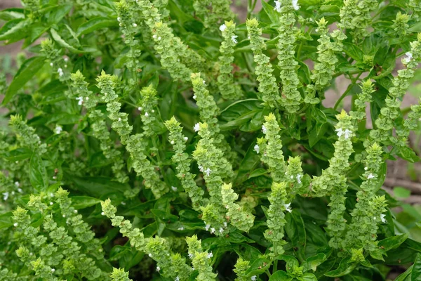 Virágzó Ágak Zöld Bazsalikom Kertben Növekvő Aromás Fűszerek Fűszerek Kertben — Stock Fotó