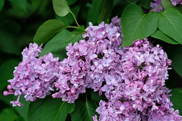 Цветы Сирени Кустах Крупным Планом Фиолетовые Цветы Ветке Парке Цветение — стоковое фото