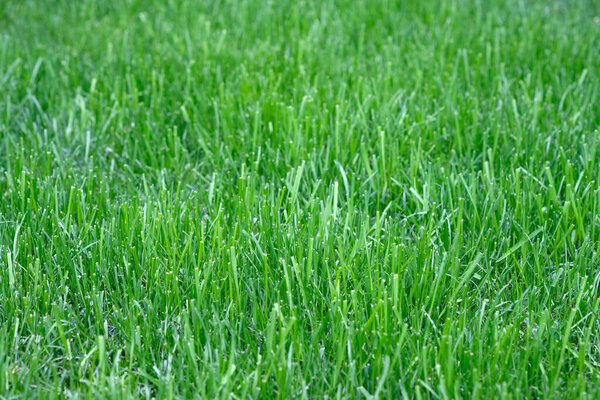 Lawn Grass Mowing Background. Green Lush Mowed Lawn Grass In The Park. spring nature background
