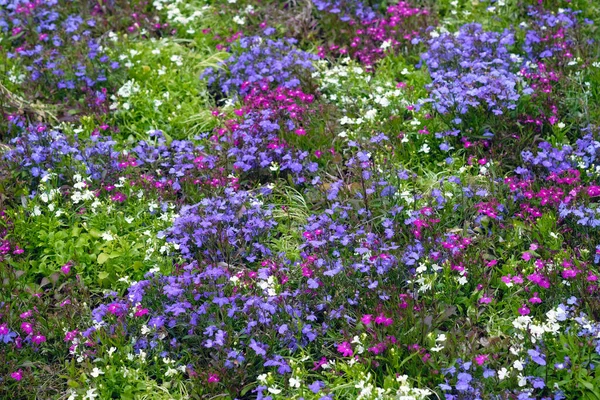 Bellissimi Fiori Aubrietia Multicolore Aiuola Fiori Bassa Primavera Progettazione Del — Foto Stock