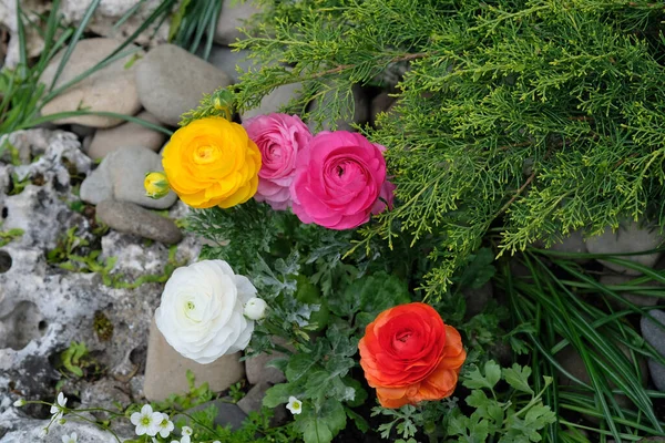 Ranunculus ( crowfoot) in landscape design. Multi-colored flowers and stones are an option for decorating borders. Colorful Asian buttercup flowers and juniper twigs for flower beds — Stock Image Ranunculus Crowfoot Landscape Design Multi Colored Flowers Stones Option Decorating Royalty Free Stock Images