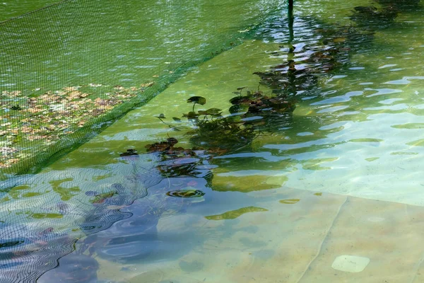 Цветочные Горшки Водяными Лилиями Водой Сажать Водяные Лилии Искусственный Пруд — стоковое фото