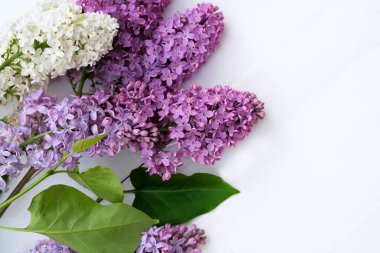 Beyaz arka plan manzaralı taze leylak tozları. Çiçekli leylak dalları beyaz ve mor yeşil yapraklı. Uzayı kopyala Güzel bahar çiçekleri, yakın plan, doğal arka plan..