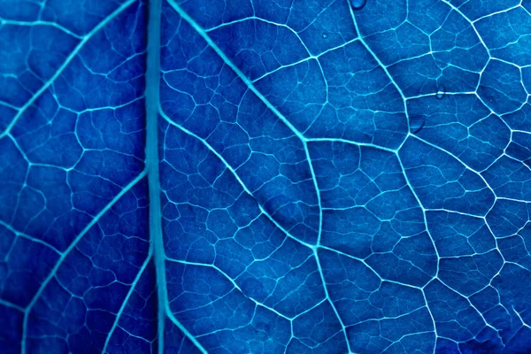 Leaf Texture Wood Closeup Blue Leaf Veins Top View Natural — Stock Photo, Image