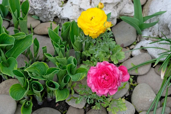 Ranunculus ( crowfoot) in landscape design. Multi-colored flowers and stones are an option for decorating borders. Colorful Asian buttercup flowers and juniper twigs for flower beds — Stock Image Ranunculus Crowfoot Landscape Design Multi Colored Flowers Stones Option Decorating Stock Photo